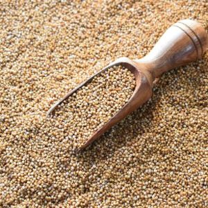 Carom Seeds Supplier Exporter in Canada